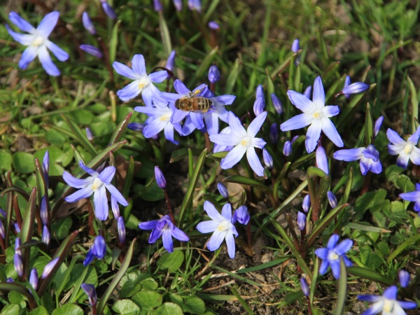 Fruehling 2009   061.jpg